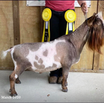 GCH Wood Bridge Farm Count On Me
ADGA Nigerian Dwarf Dairy & Show Goat Buck Century, FL