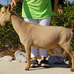 Castle Rock Tahiti Nui ADGA Quality Nigerian Dwarf Dairy & Show Goat Buck Century, FL