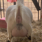 Run-A-Muck Precious BB
ADGA Nigerian Dwarf Dairy & Show Goat Doe Udder in Century, FL