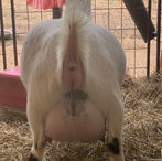 Run-A-Muck Precious BB ADGA Quality Nigerian Dwarf Dairy & Show Goat Doe Century, FL