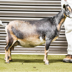 CH Moon Station Kari
ADGA Nigerian Dwarf Dairy & Show Goat Doe