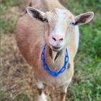 Moon Station Moon Dancer
ADGA Nigerian Dwarf Dairy & Show Goat Doe
