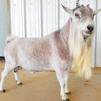 GCH Dreahook QS Aragon
ADGA Quality Nigerian Dwarf Dairy & Show Goat Buck
