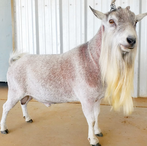 GCH Dreahook QS Aragon
ADGA Quality Nigerian Dwarf Dairy & Show Goat Buck