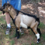 Little Tots Estate Viburnum ADGA Quality Nigerian Dwarf Dairy & Show Goat Buck Century, FL