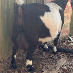 Xanadu Farms Shining Pearl
ADGA Nigerian Dwarf Dairy & Show Goat Doe Udder in Century, FL