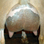 Little Tots Estate Anemone ADGA Quality Nigerian Dwarf Dairy & Show Goat Doe Century, FL
