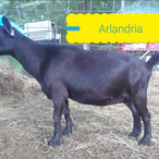 Prairie Wood JB Arlandria
ADGA Nigerian Dwarf Dairy & Show Goat Doe Century, FL