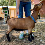 Hart & Grace Pumpkin Spice
ADGA Nigerian Dwarf Doe in Century, FL