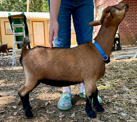 Hart & Grace Pumpkine Spice
ADGA Nigerian Dwarf Doeling