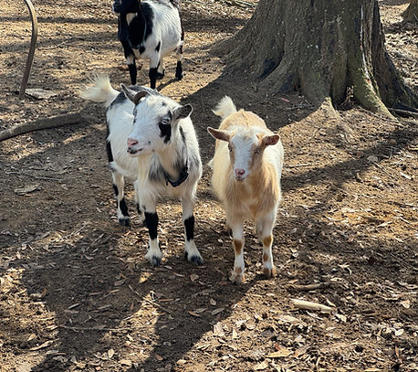 Run-A-Muck ALP Lady Buttercup