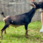 Run-A-Muck XE William Reynolds ADGA Quality Nigerian Dwarf Dairy & Show Goat Buck Century, FL