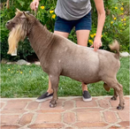 Wolfivan CQ Kentucky Bourbon
ADGA Nigerian Dwarf Dairy & Show Goat Buck