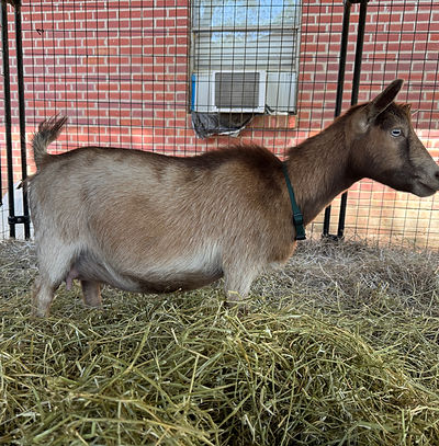 Little Tots Estate Lil Cookie ADGA Quality Nigerian Dwarf Dairy & Show Goat Doe Century, FL