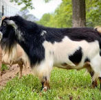Castle Rock Pineapple Express
ADGA Nigerian Dwarf Dairy & Show Goat Buck
