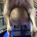 Little Tots Estate Lil Cookie ADGA Quality Nigerian Dwarf Dairy & Show Goat Doe Udder Century, FL