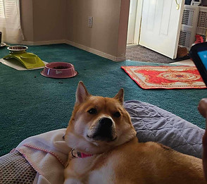 Pet day care example photo
