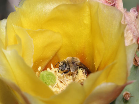 (National Geographic) 660 species of bees live in newly shrunk national monument