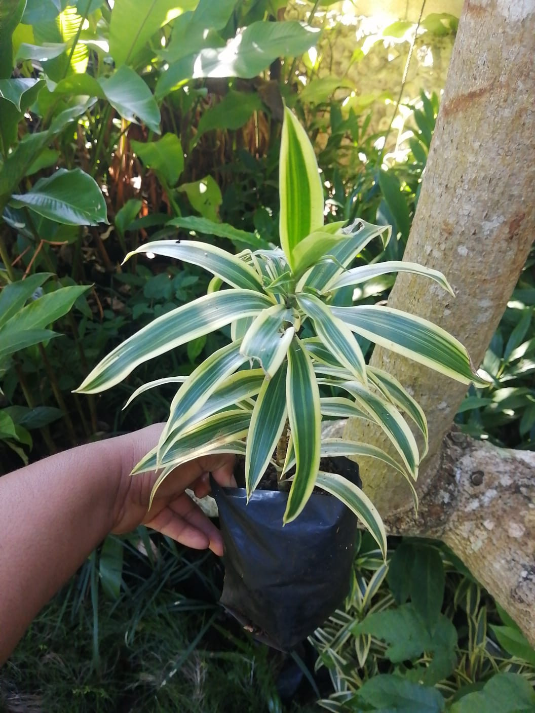 Plantas de interior y exterior