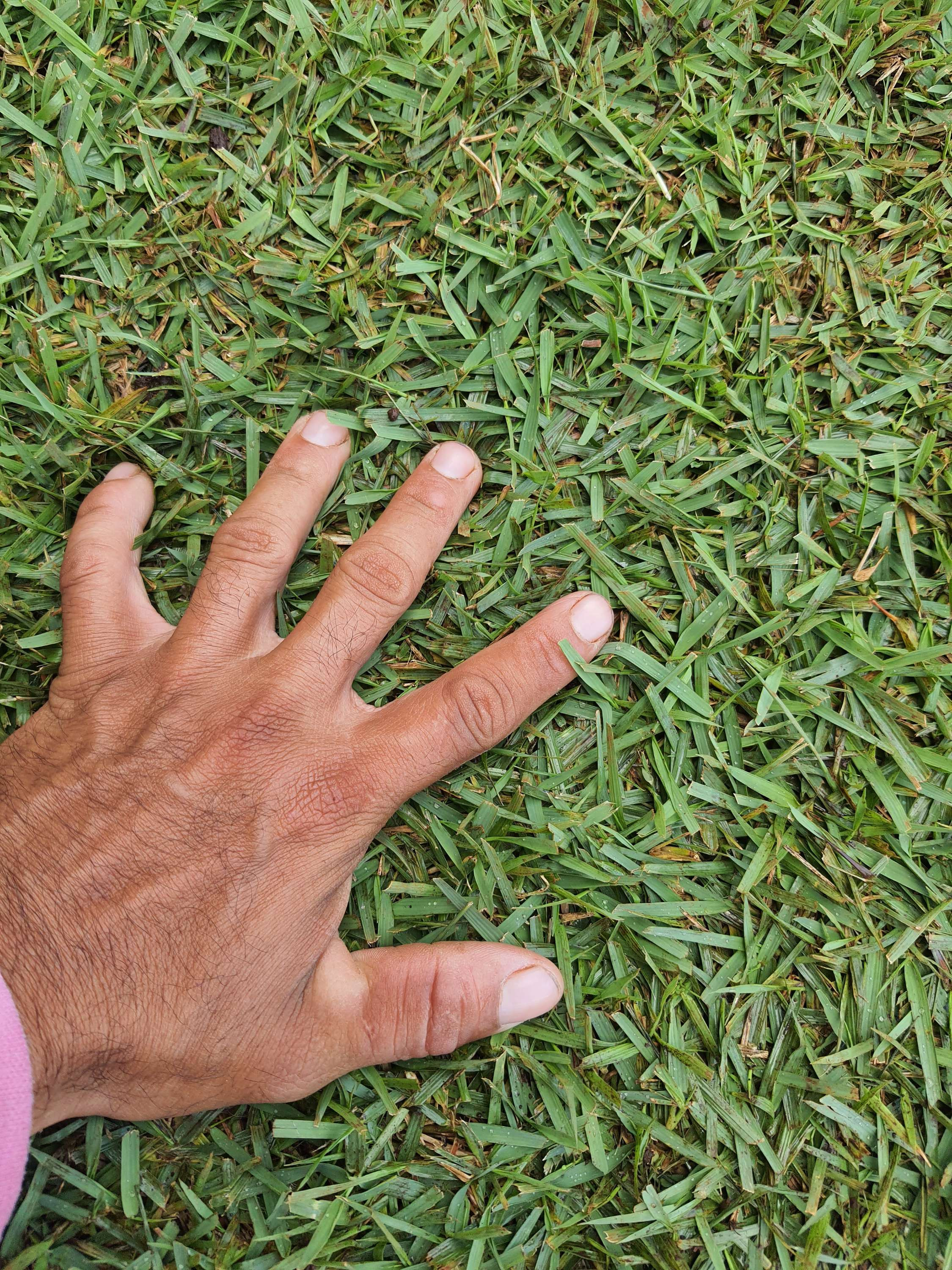 Pasto soysia japonica