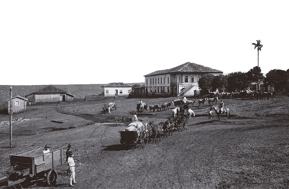 Fazenda de café em São Paulo em 1920