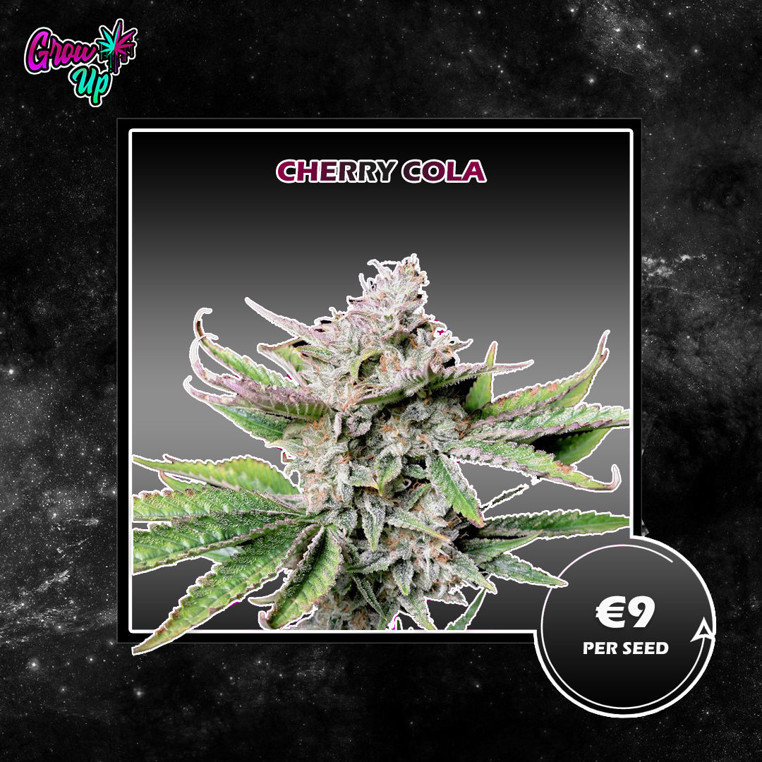 Cherry Cola - Fastbuds