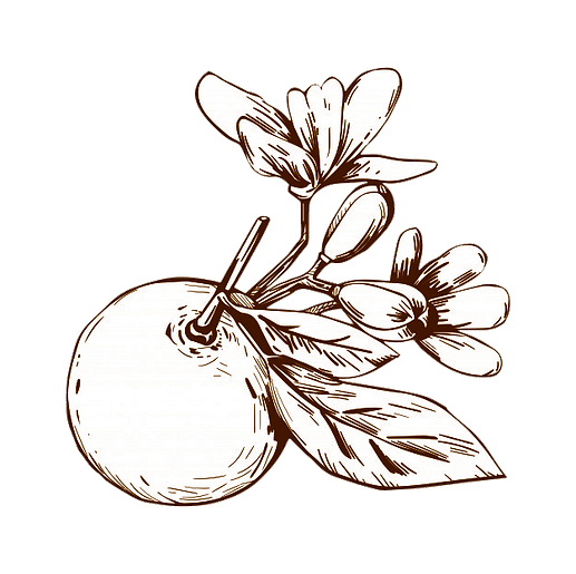mandarina-sipia2.png