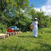 Starting with apiculture