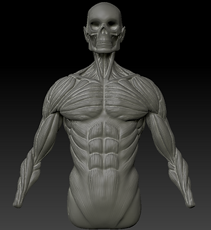 skeleton 1.PNG