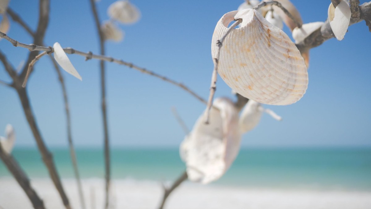 summer funeral planning tips southwest florida stock photo for Legacy Options families