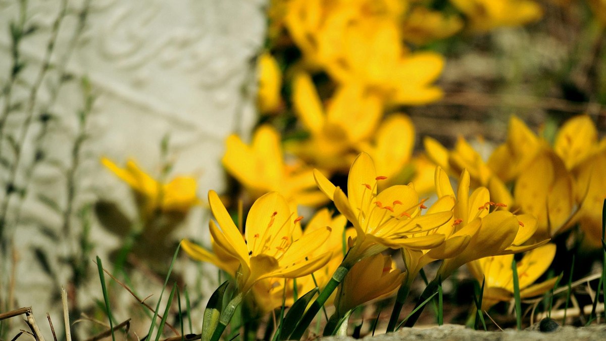 direct burial vs graveside service southwest florida stock photo for Legacy Options families