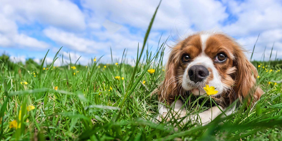 犬