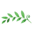 葉っぱ