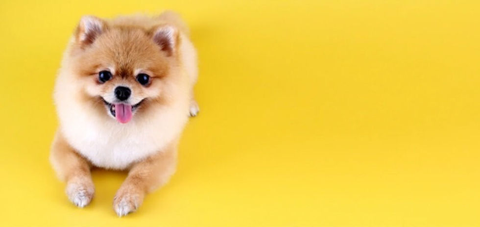 犬