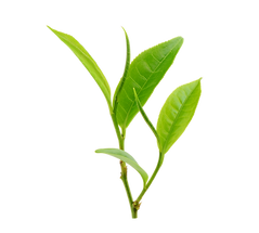 Green Tea Leaves_edited_edited.png