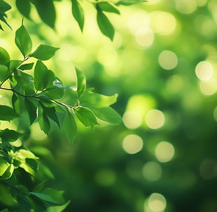 AdobeStock_1360803133_abstract leaves.jpeg