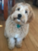 Rosie.JPEG