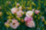 AdobeStock_526879965_Lisianthus.jpeg