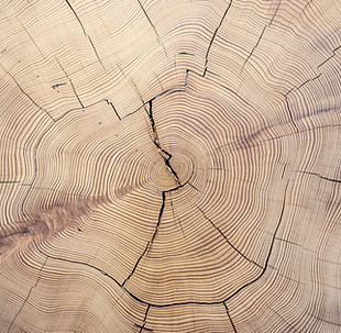 AdobeStock_298826748_abstract tree.jpeg