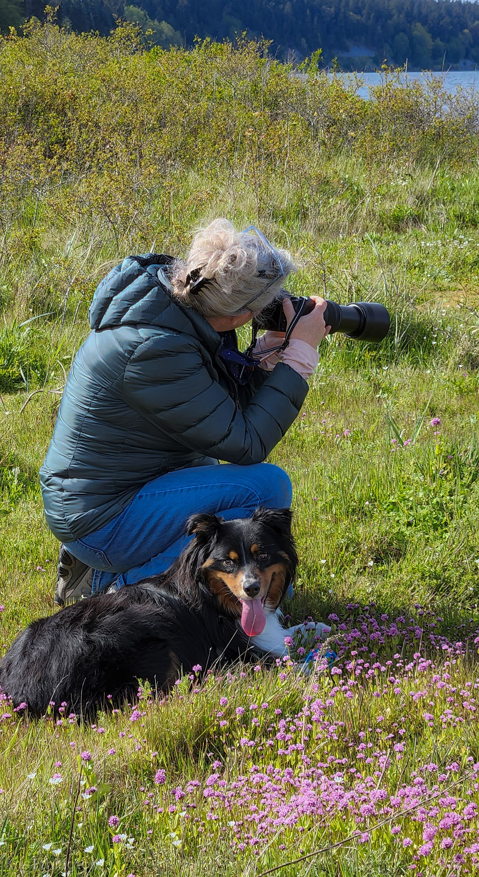 Kris Ethington photographs bees with her dog among the prairie flowers at Kala Point