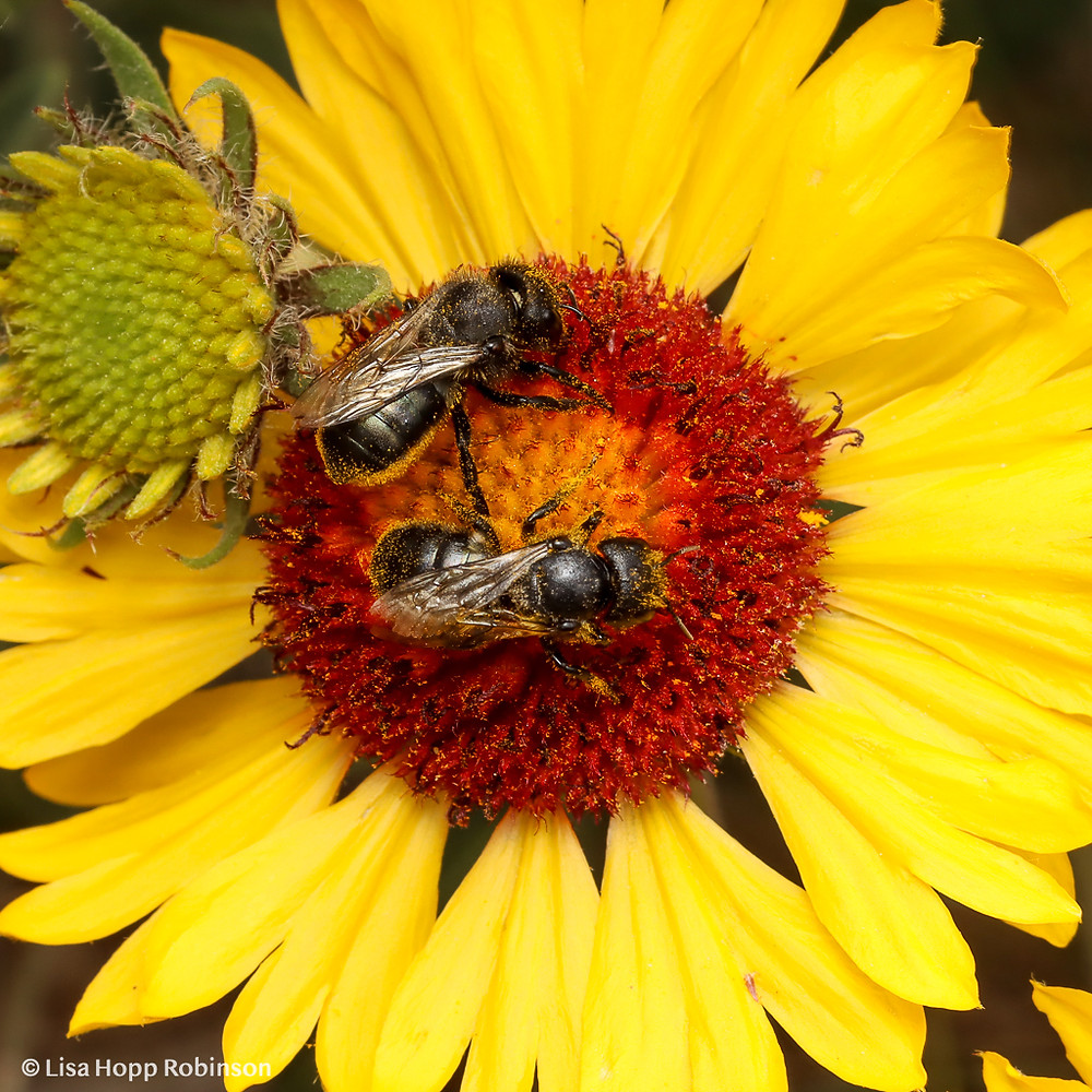 Two dark bees visit the red florets of a blanket flower