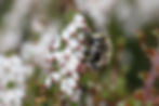 Side view of male Anthophora (digger bee) on a cluster of white and red heather. He is sipping nectar, and his long mouthparts are visible sticking into a flower as he sips nectar. His hairs look dense and bushy from this side angle, a combination of off-white and sparse black giving most of his body a tan coloring, with patches of brighter white or black hairs on and near the legs.