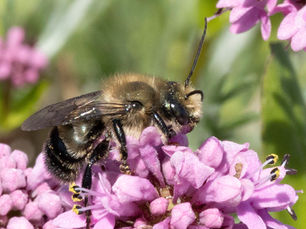 Osmia bee on flowers