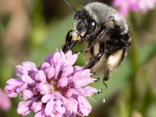 Digger bee on Sea Blush (Plectritis congesta)
