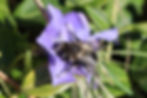 A male Anthophora (digger bee) poking his head into a bluish-purple periwinkle flower