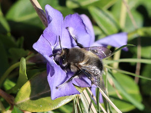Anthophora pacifica on Vinca flower