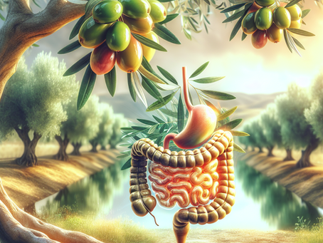 Olive Leaf Extract and Its Impact on Gut Health and Digestion