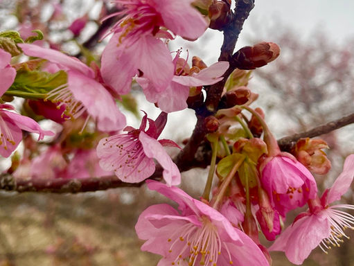 Japan - (M)eine neue Freundschaft 🇯🇵 ♥️