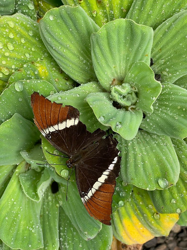 Schmetterling mit rot-weißen Flügeln auf grünen Blättern