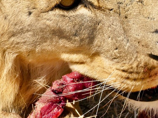 Namibia - In der Wildnis Afrikas 🇳🇦